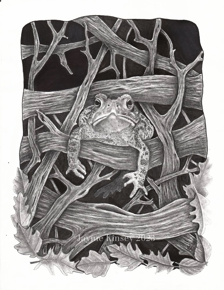 Graphite drawing of toad stuck in a pile of twigs.