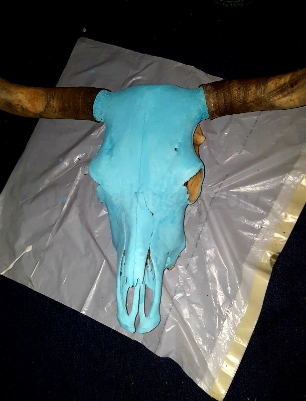 Painted cow skull